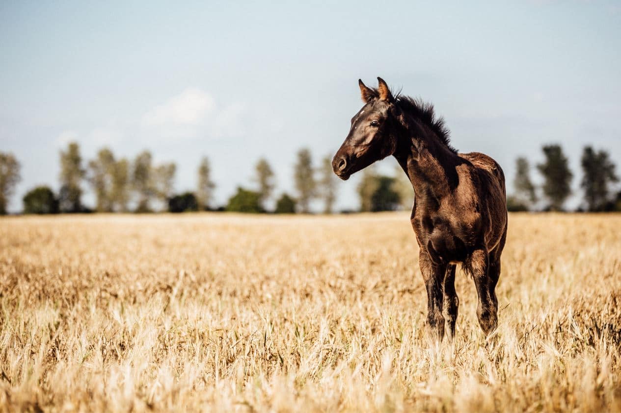 feed to make horse grow