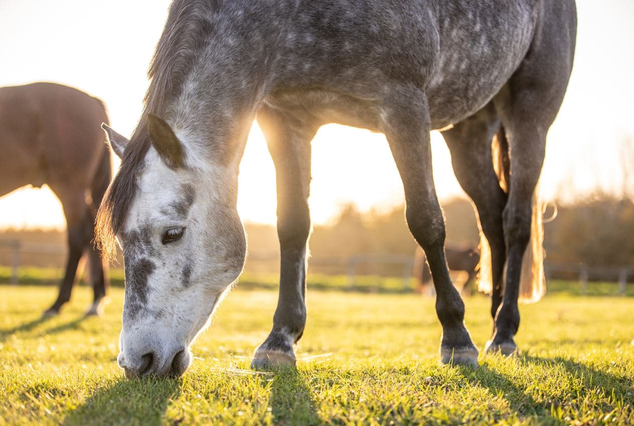 care horse laminitis