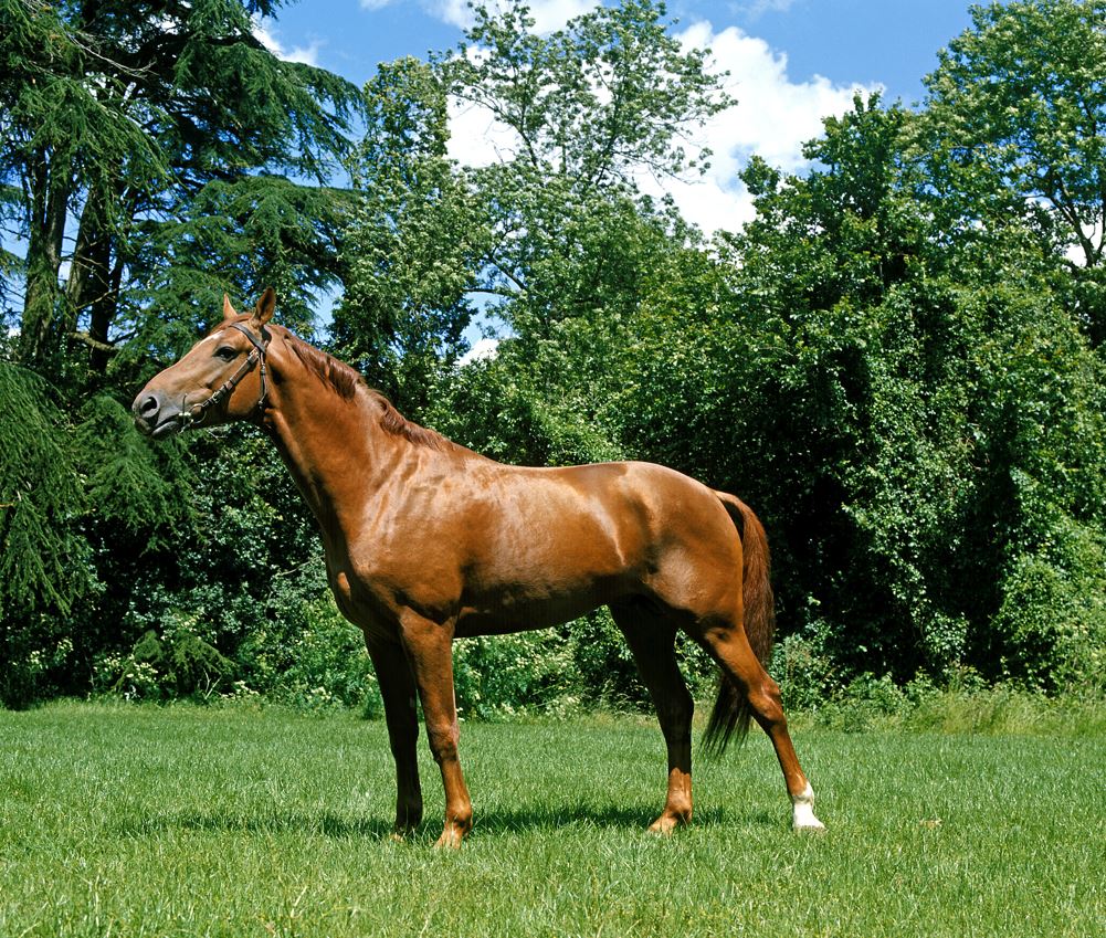 english thoroughbreds horse