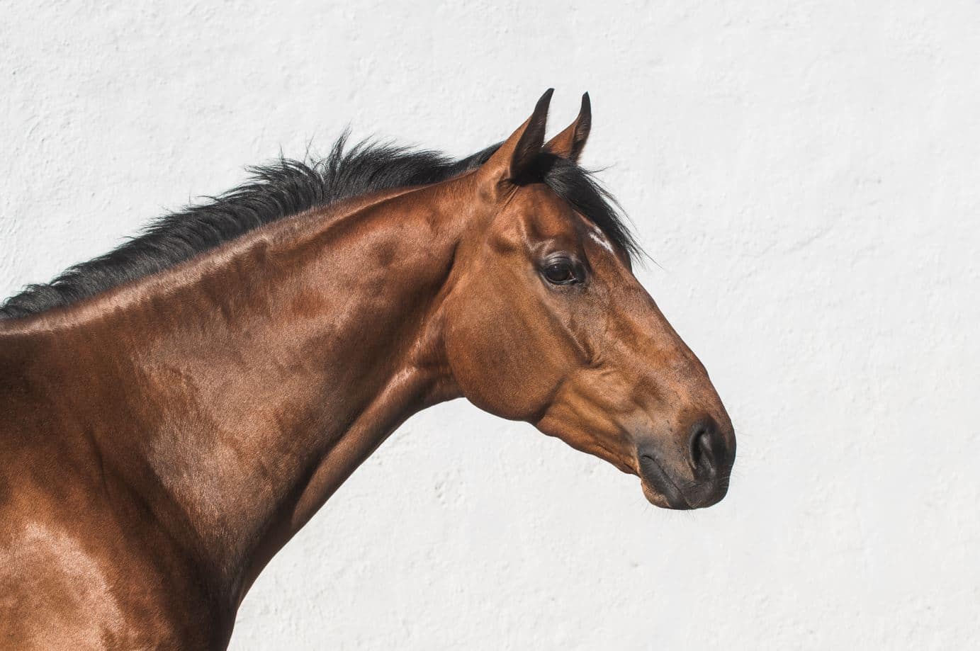 movimentos faciais de cavalos