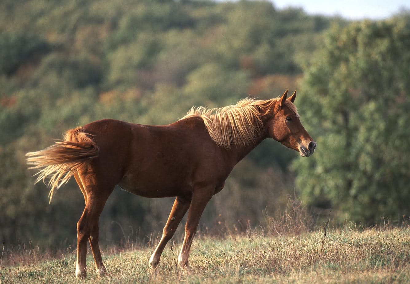 horses parasitism