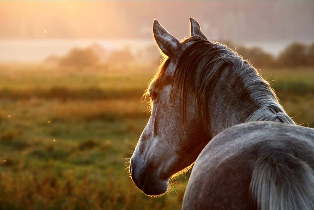 Cavalo com miosite