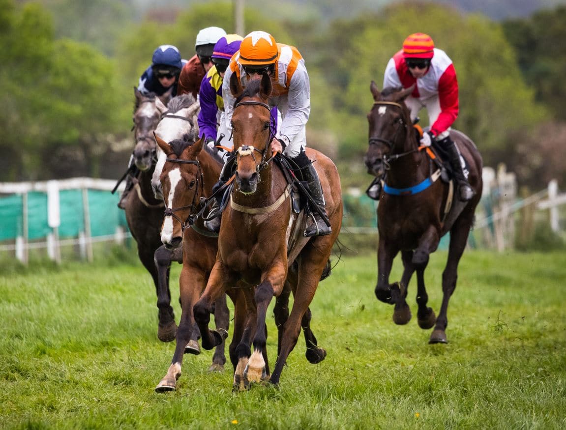 race horses feed