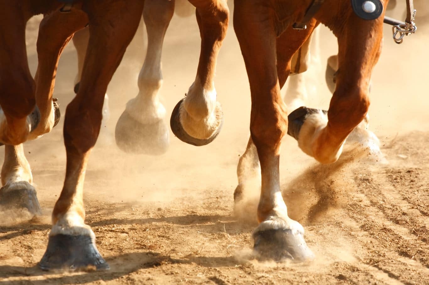 cuidados com os cascos dos cavalos