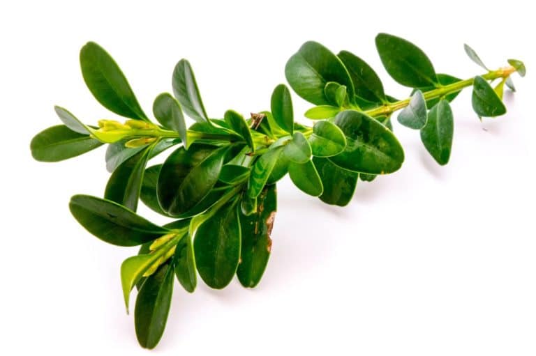 Plantas tóxicas para los caballos Royal Horse