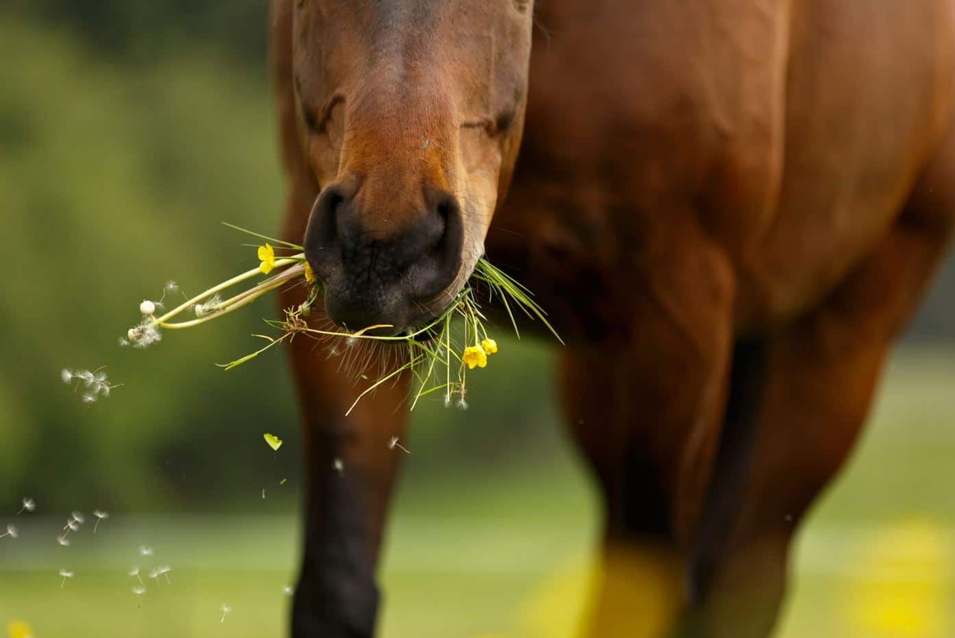 plantas tóxicas para los caballos