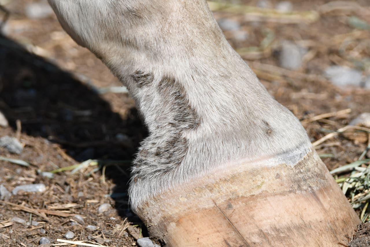 treat horse mud mange