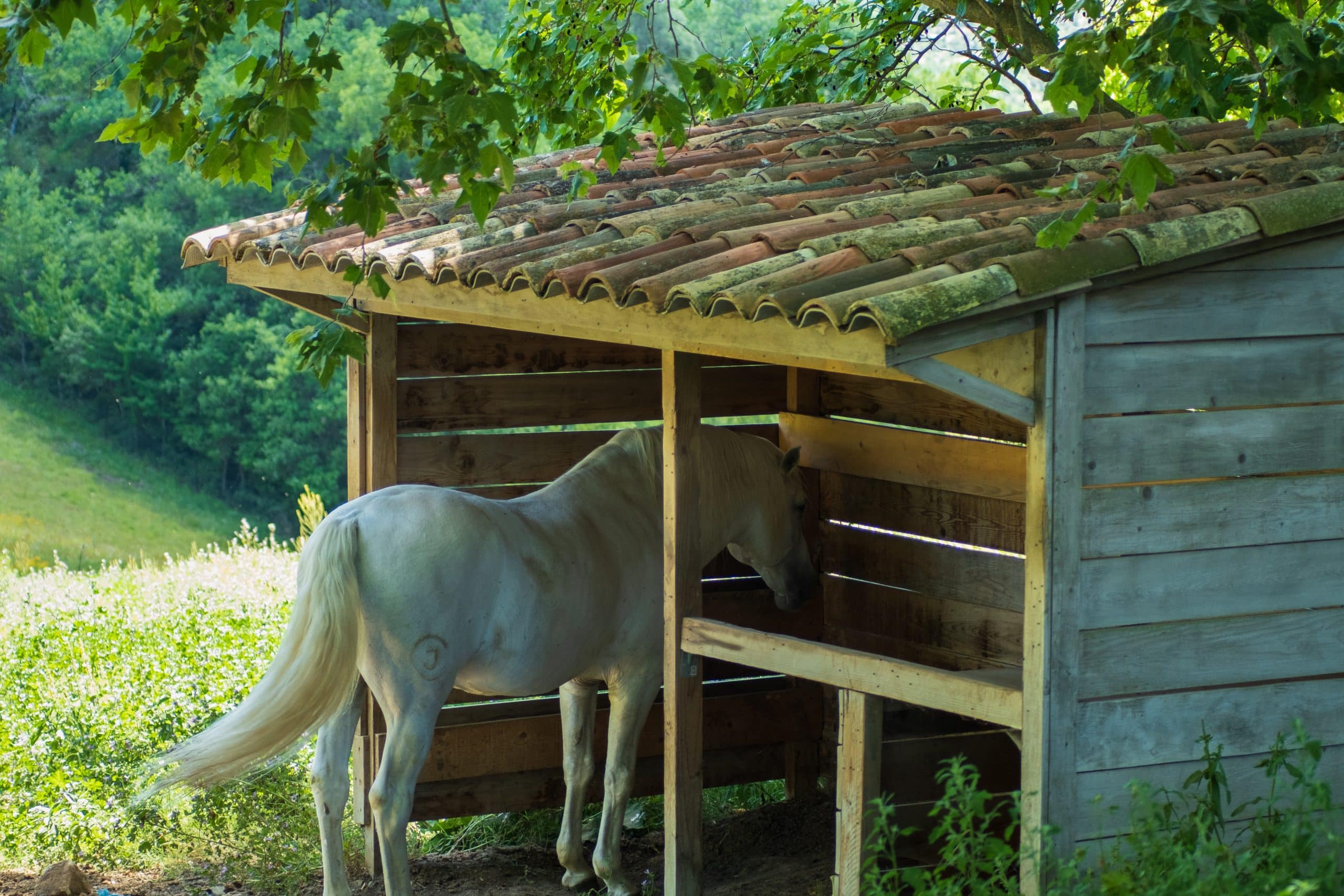 abri chevaux