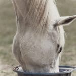 Horse feed needs