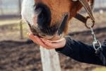 feeding horses