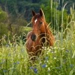 Tudo saber sobre a dermatite de quartela de cavalo - Royal Horse