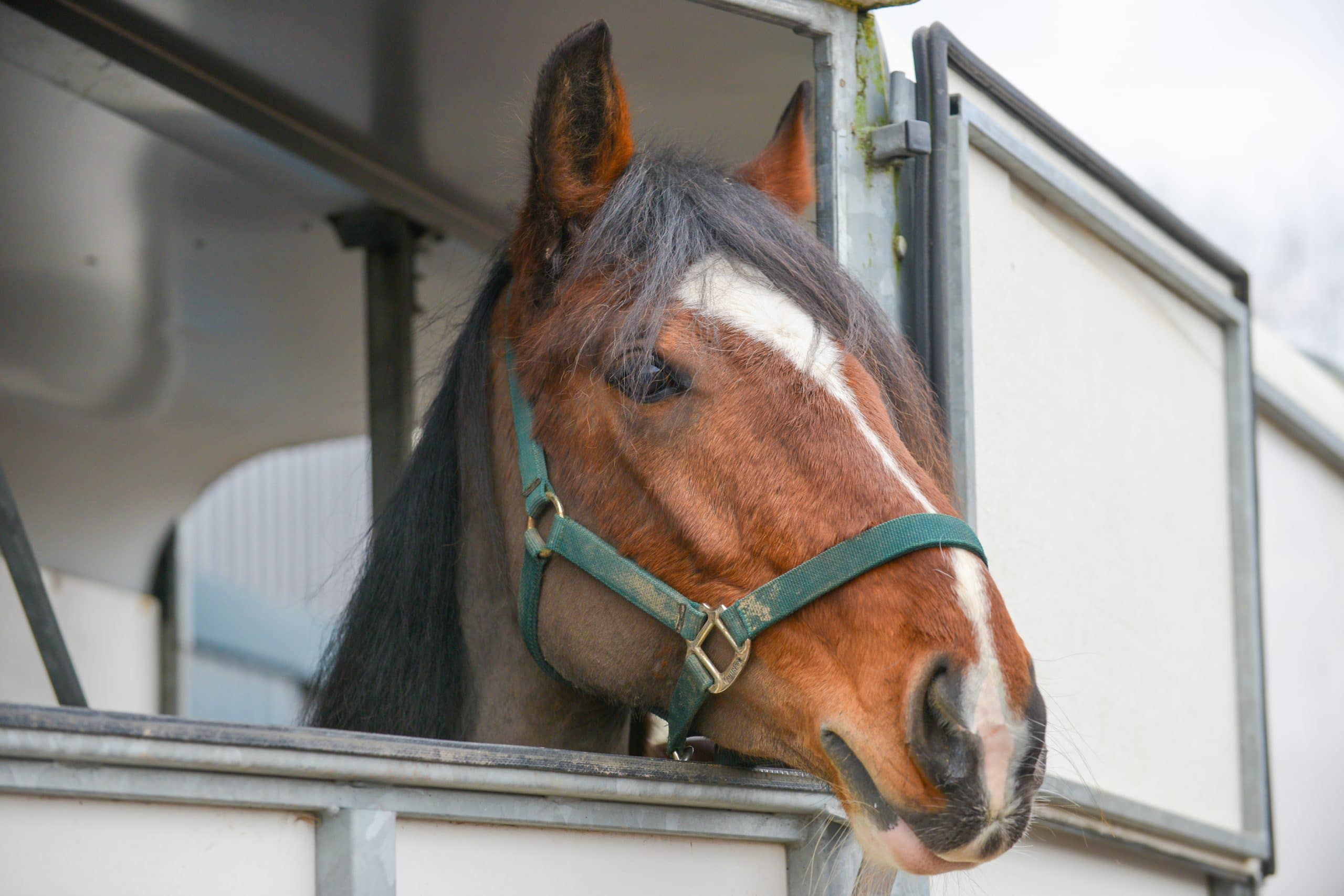 Horse transport