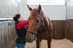 Tudo saber sobre a dermatite de quartela de cavalo - Royal Horse