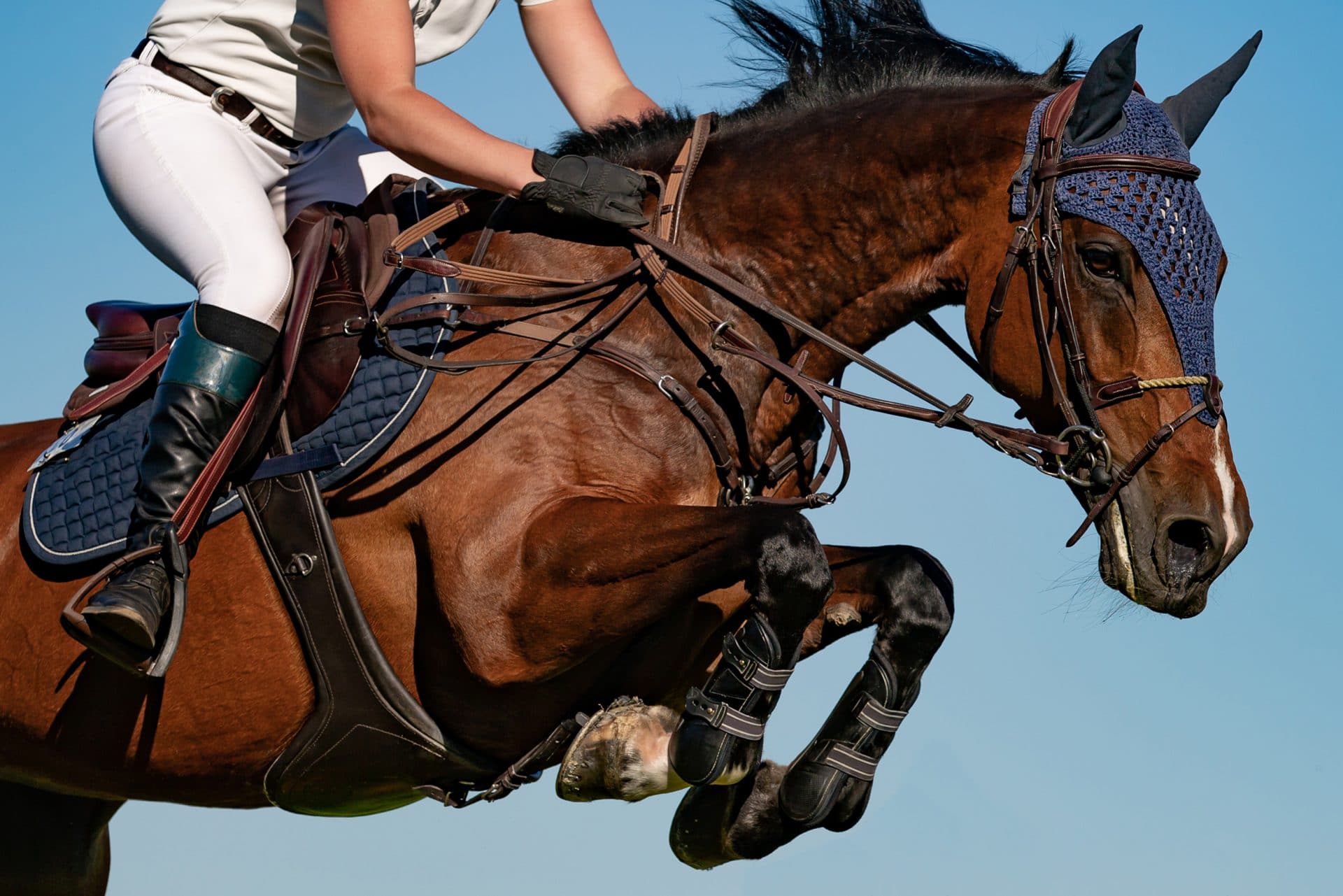 Foto de Cavalo Pulando Obstáculos e mais fotos de stock de