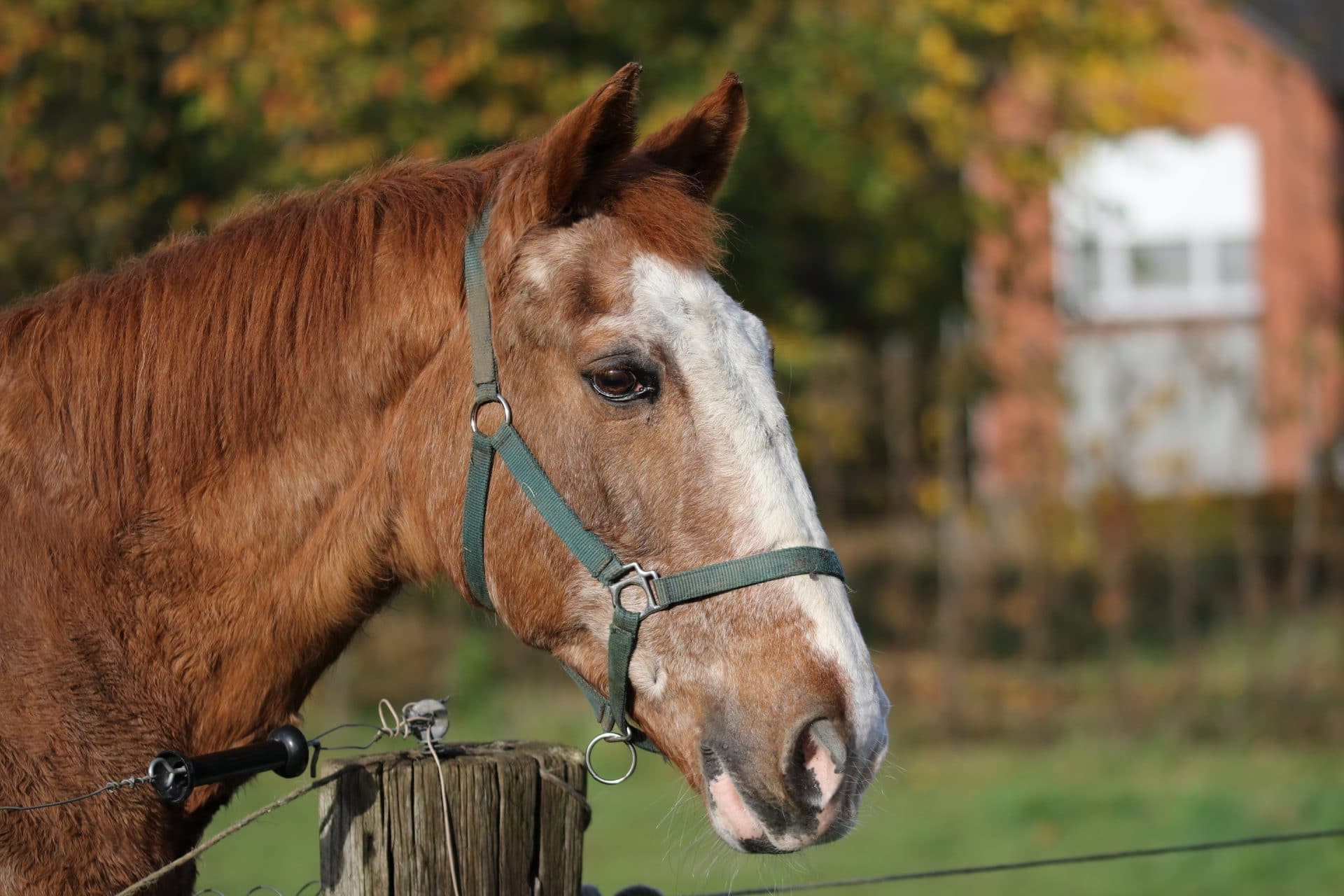 horse life