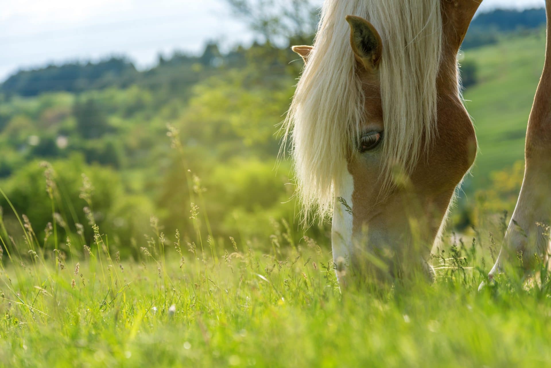 insurance horse