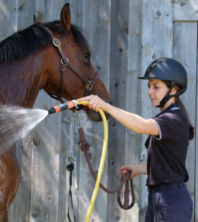 horse heat water