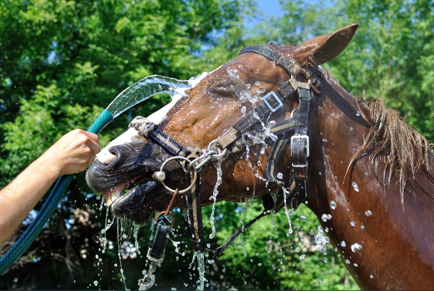 horse refresh