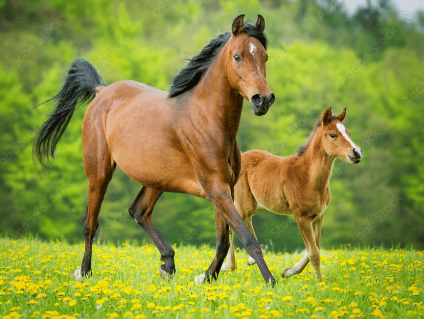 Mare and foal