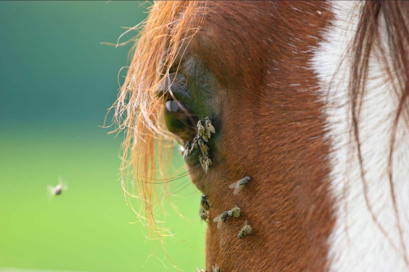 horse flies