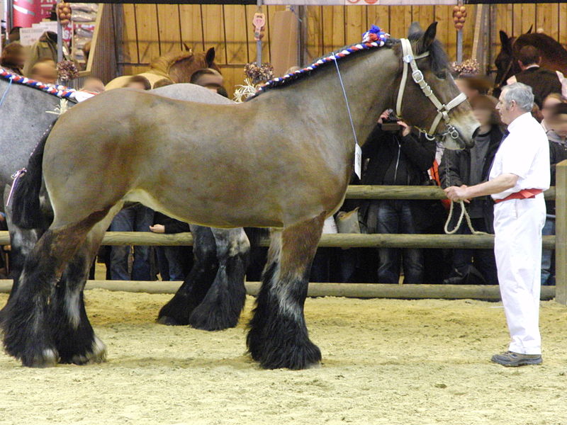 black ardennes horse