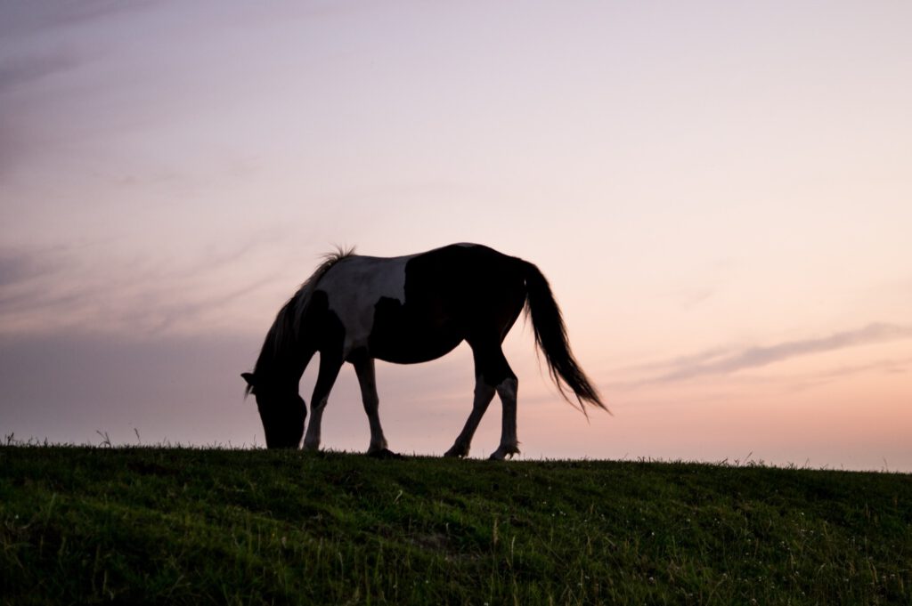 animal silhouette