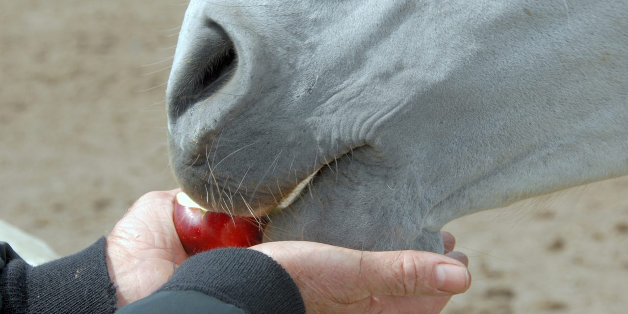 LIKIT - Bonbons pour chevaux