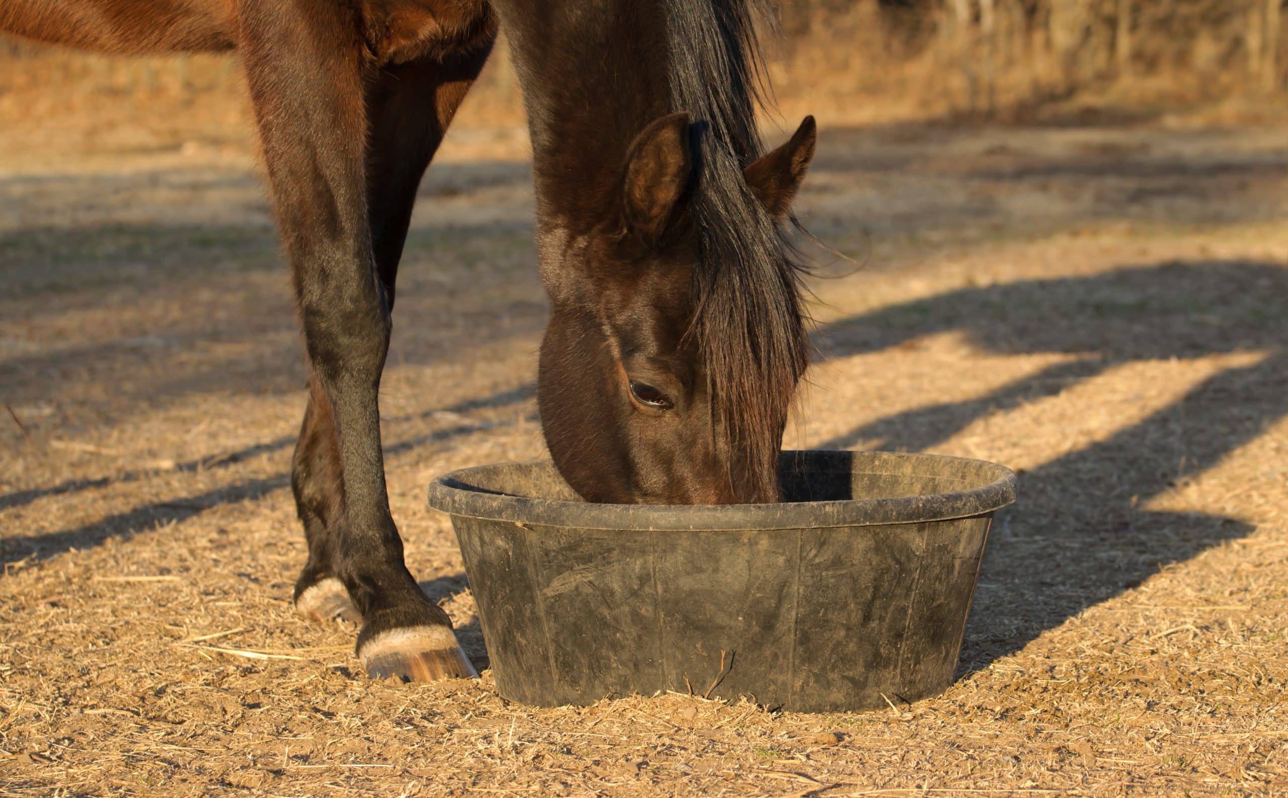 Horse feed