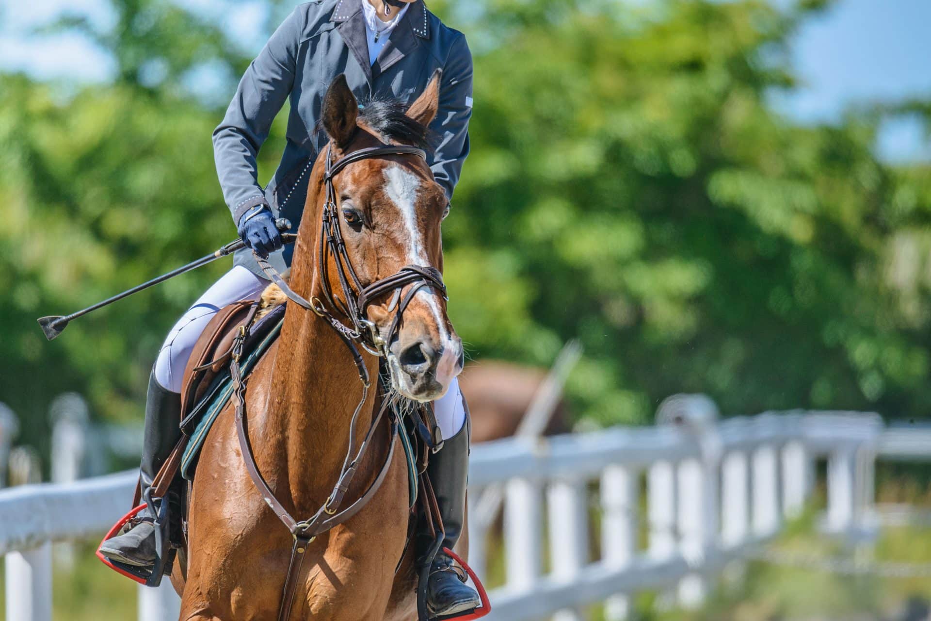 Por que os cavaleiros recebem os prêmios em esportes equestres se