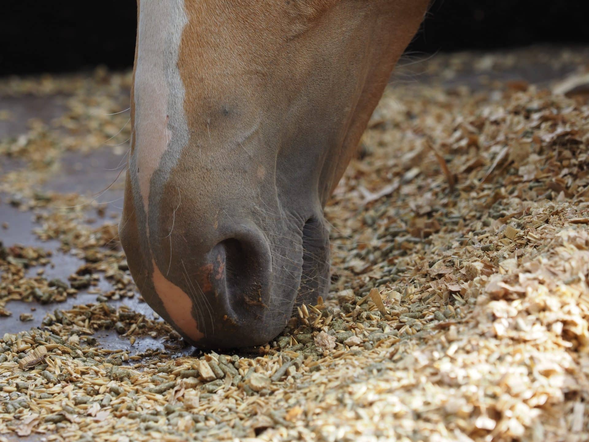 compléments alimentaires cheval