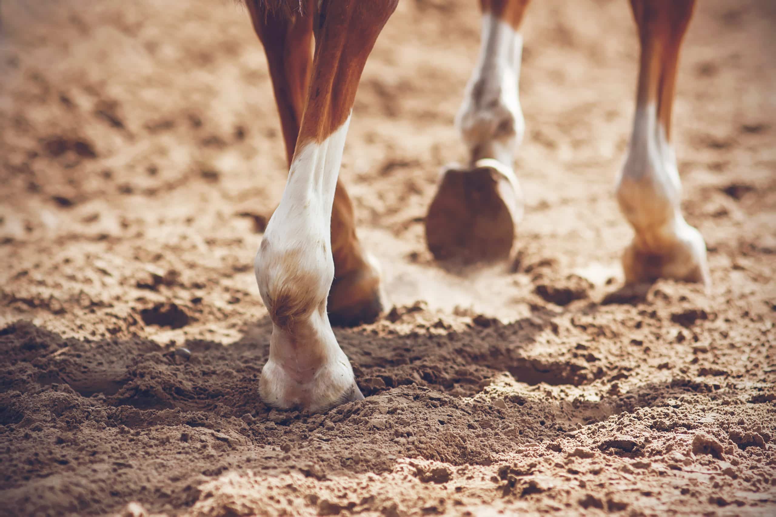 Tudo saber sobre a dermatite de quartela de cavalo - Royal Horse