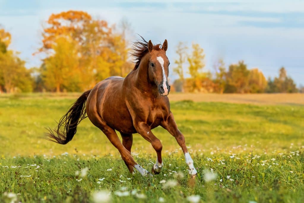 Foto de De Cavalo Pulando e mais fotos de stock de Cavalo