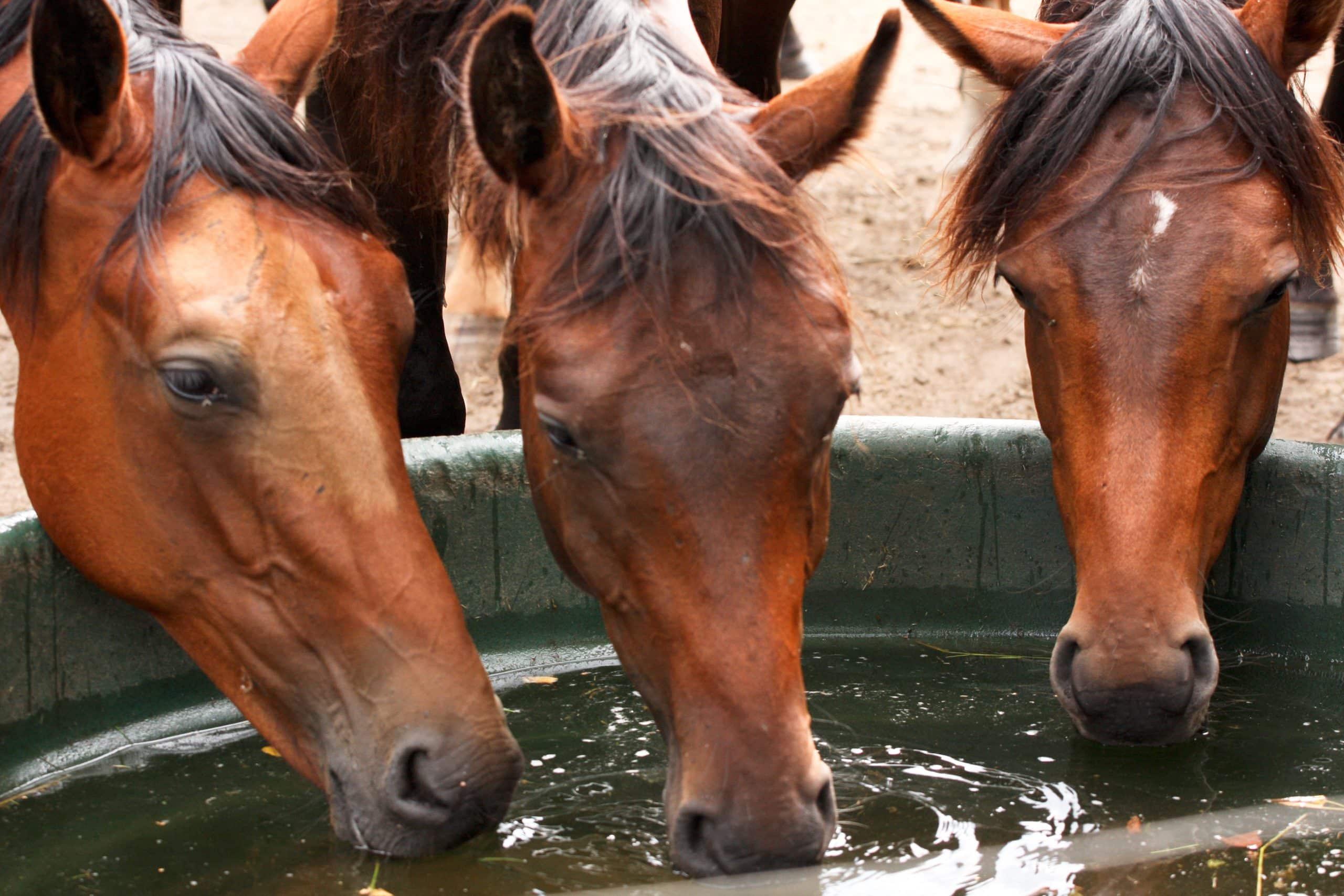 chevaux eau minéraux