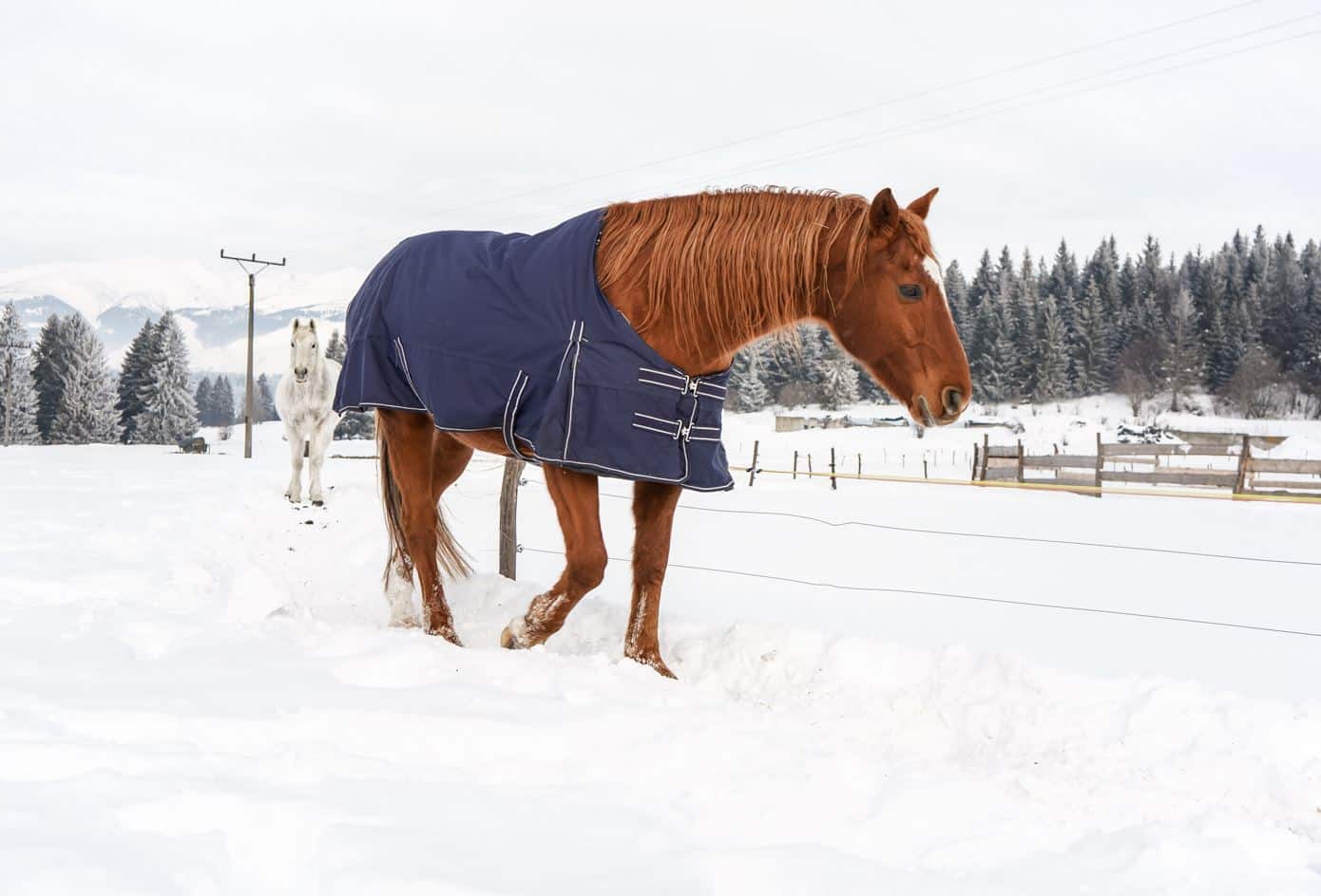couverture cheval hiver