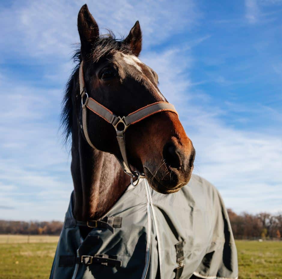 Tudo saber sobre a dermatite de quartela de cavalo - Royal Horse